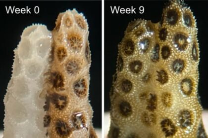 Coral branqueado antes e depois da recuperação