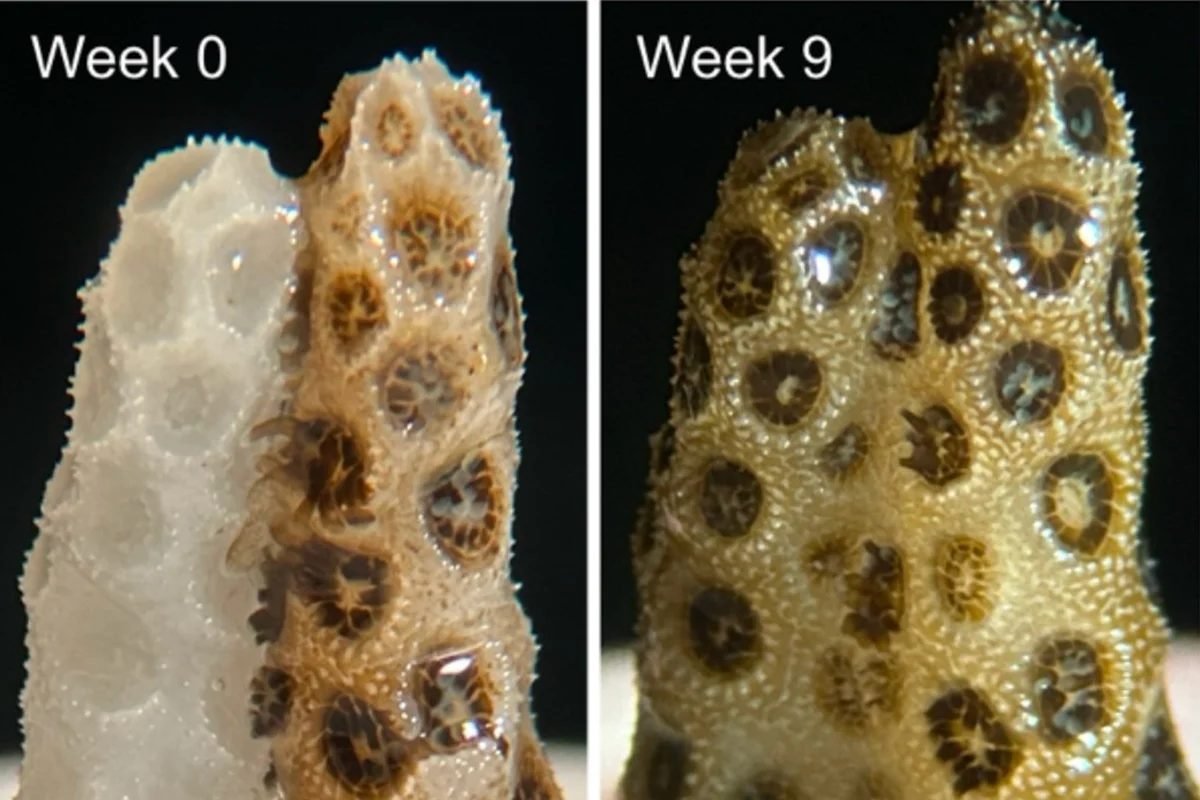Coral branqueado antes e depois da recuperação