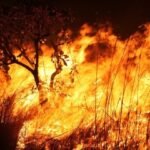 Chamas em área de vegetação seca