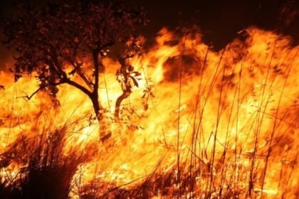 Chamas em área de vegetação seca