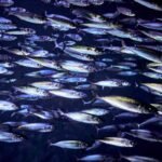 Cardume de peixes nada em mar aberto
