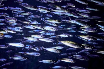 Cardume de peixes nada em mar aberto